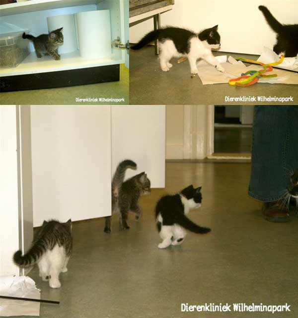 kittens gaan op onderzoek in onze praktijk uit